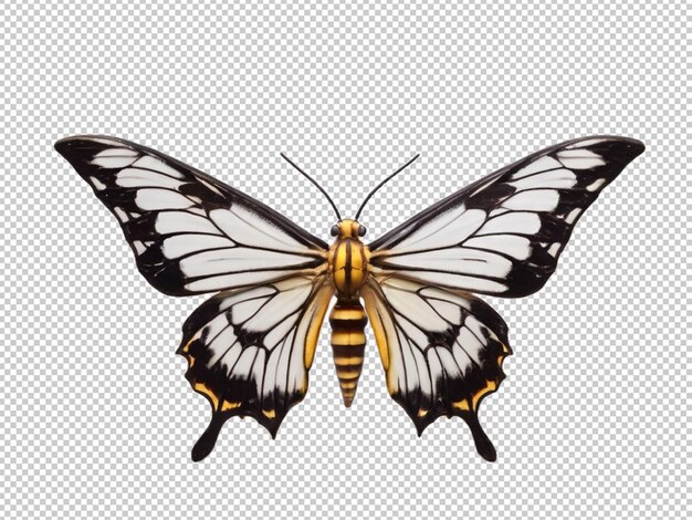 PSD butterfly on transparent background