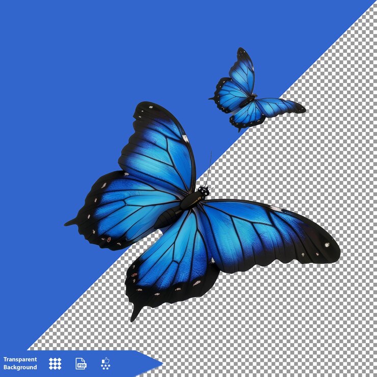 a butterfly with a butterfly on the bottom of it