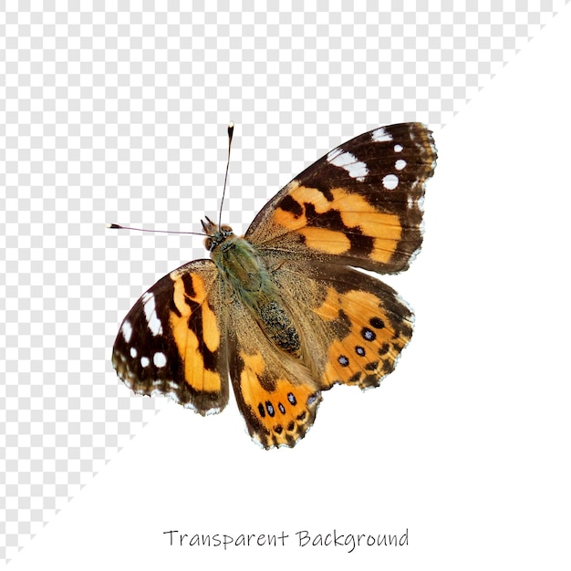 бабочка с бабочкой на ней и словами transparus внизу