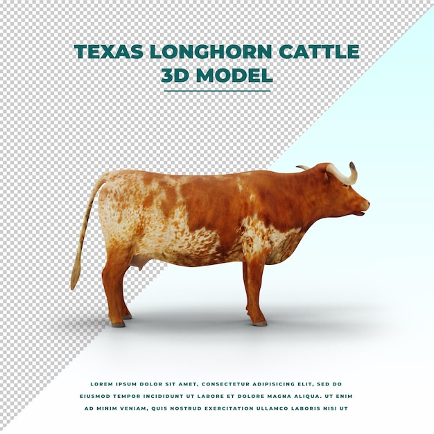 Bydło Texas Longhorn Na Białym Tle