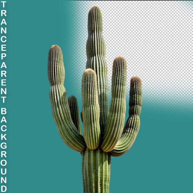 PSD cactus 3d rendered on transparent background