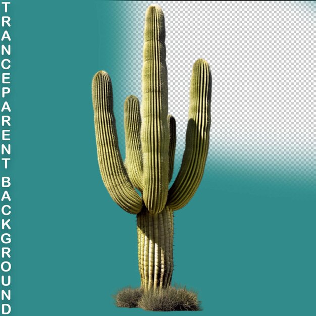 PSD cactus 3d rendered on transparent background