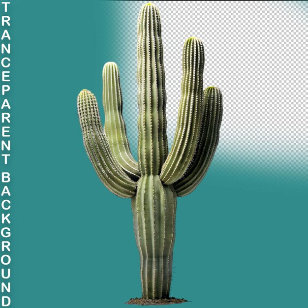 PSD cactus 3d weergegeven op een doorzichtige achtergrond