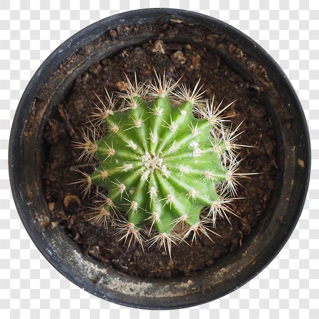 Cactus Cactaceae roślina przezroczysta