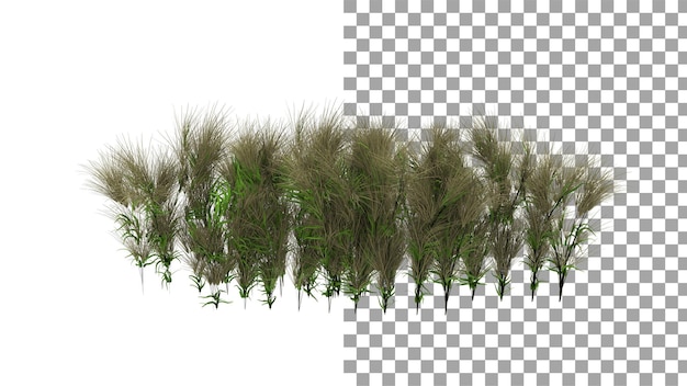 Cactus grass without shadow 3d render