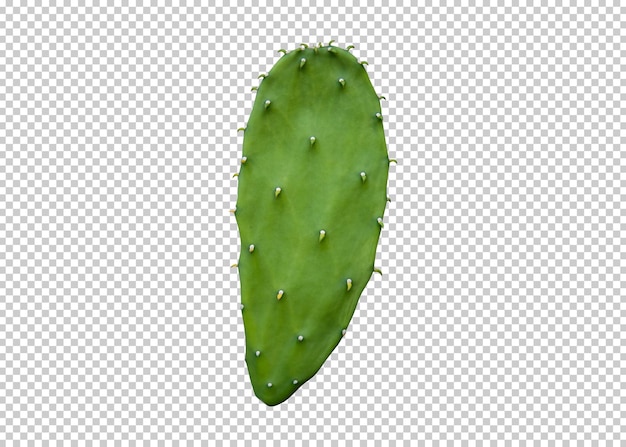 Sfondo di trasparenza isolato cactus