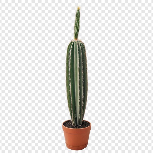 PSD cactus isolated on transparent background