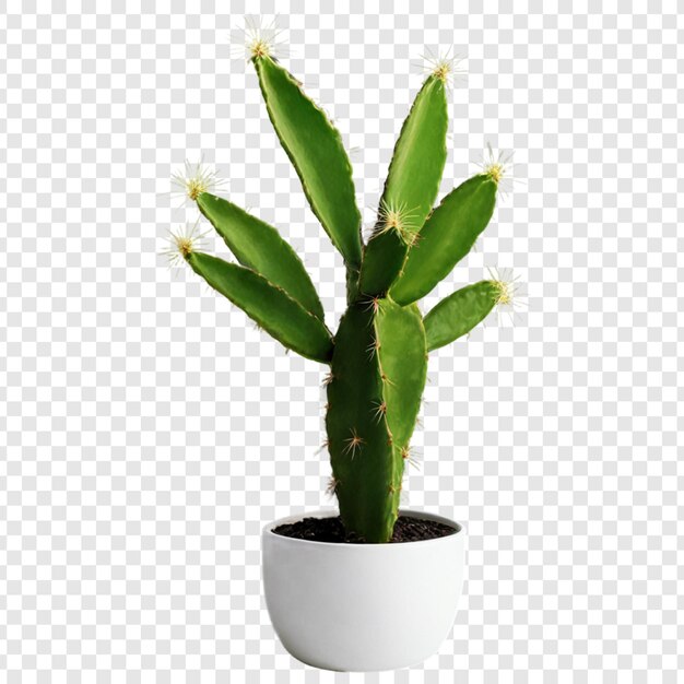 PSD cactus isolated on transparent background