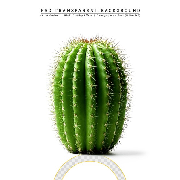 PSD cactus isolated on the white background