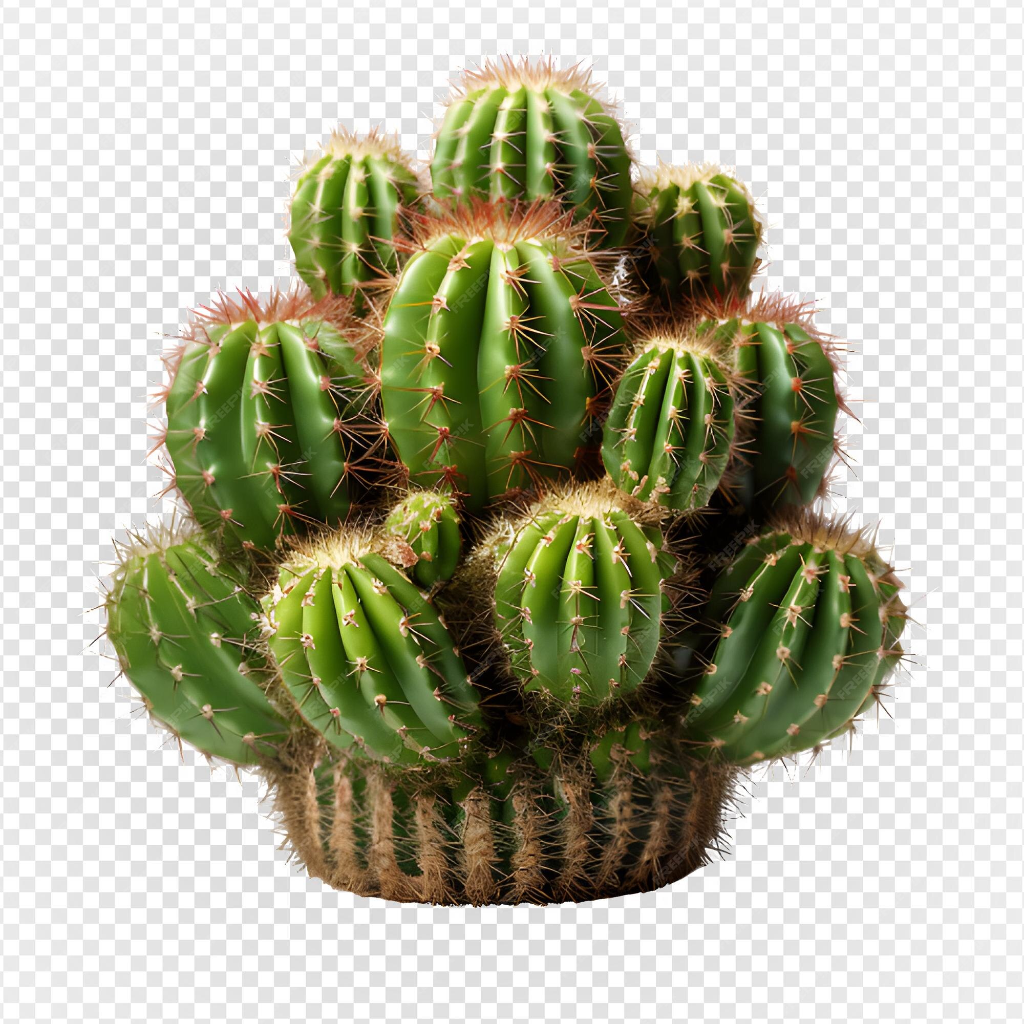 Cactus PNG, Vector, PSD, and Clipart With Transparent Background for Free  Download