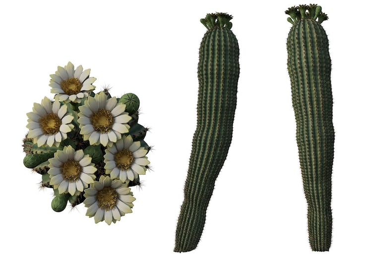 PSD cactus plants with white flowers and green spiky stems