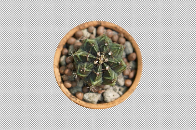 PSD cactus in pot