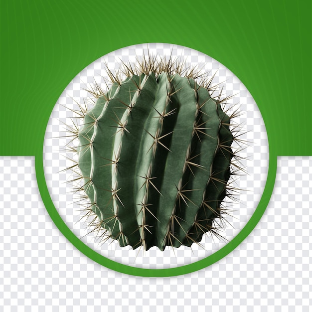 Cactus small front view PNG for composition Brazilian party