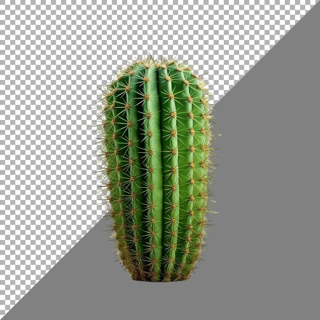 PSD cactus on transparent background ai generated