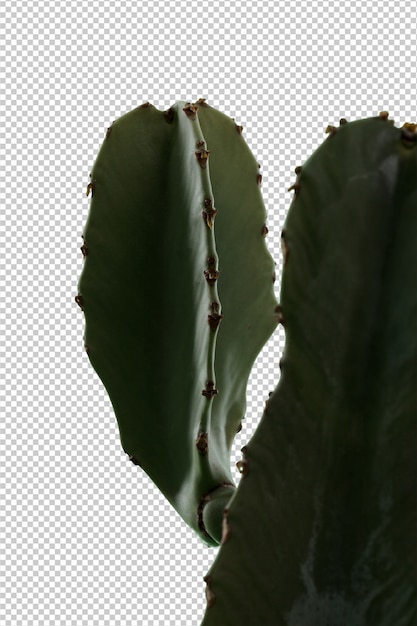 Cactus over white background