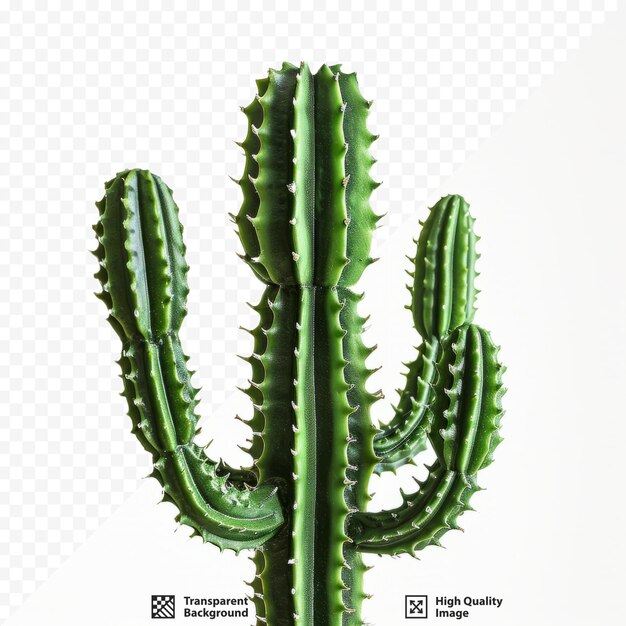 PSD cactus