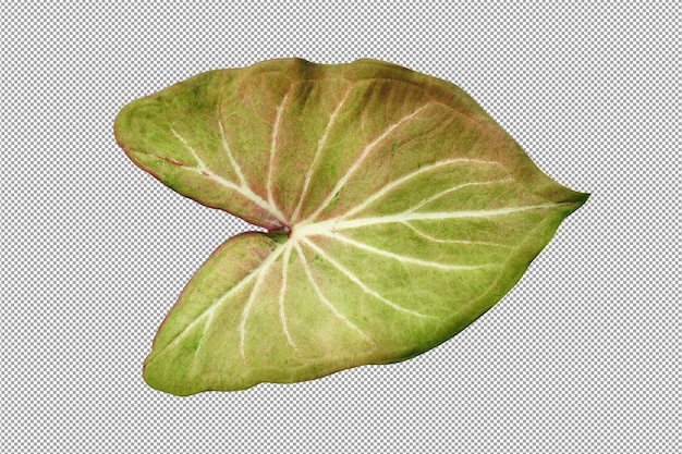 PSD caladium bicolor in pot geweldige plant voor tuindecoratie