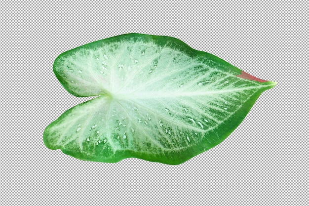 PSD 정원 장식을위한 냄비 훌륭한 식물의 칼라 듐 바이 컬러