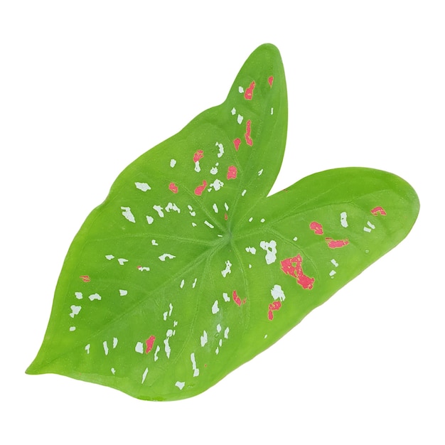 Caladium bicolor leaf isolated transparent png and psd file