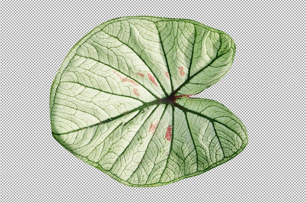 PSD 흰색 배경에 caladium 바이 컬러 잎