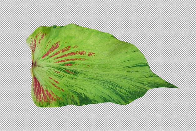 PSD 흰색 배경에 caladium 바이 컬러 잎
