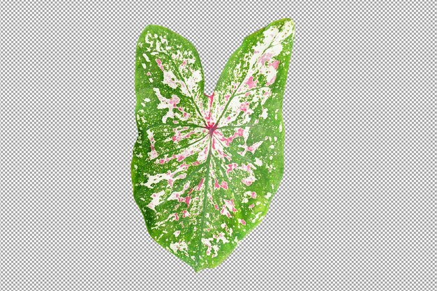 흰색 배경에 Caladium 바이 컬러 잎