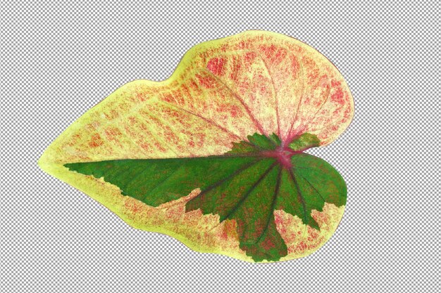 PSD caladium bicolor leaves on a white background