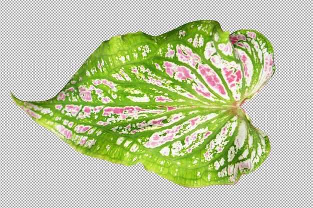 PSD caladium bicolor leaves on a white background