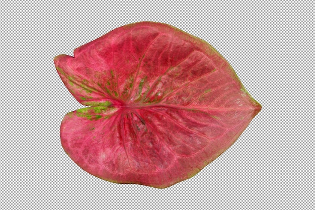 PSD caladium bicolor leaves on a white background