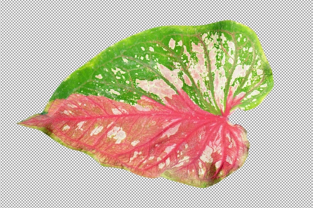 흰색 배경에 caladium 바이 컬러 잎