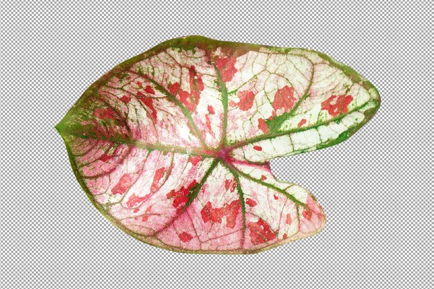 흰색 배경에 caladium 바이 컬러 잎