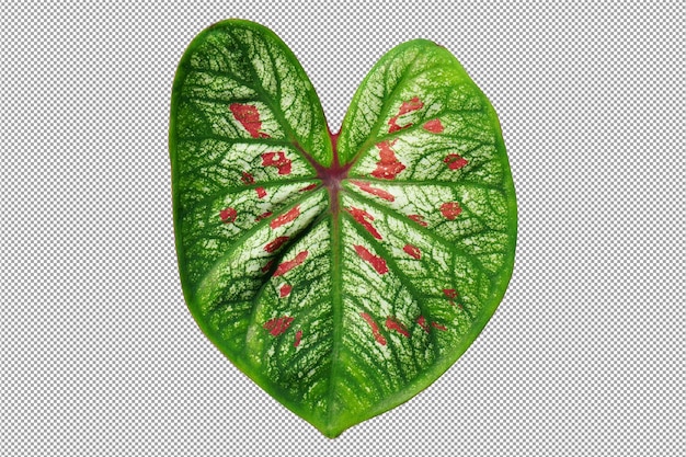 caladium bicolor in pot great plant for decorate garden