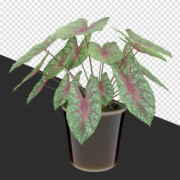 PSD caladium bicolor potted plant 3d render