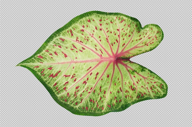 Caladium bicolor pozostawia na białym tle