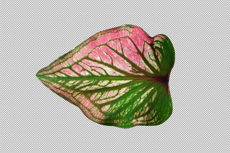 Caladium bicolor pozostawia na białym tle