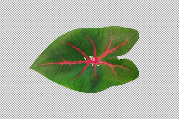 Caladium bicolor pozostawia na białym tle