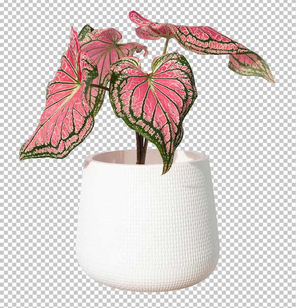 Caladium bicolor vent tree in pot oon isolated transparency background