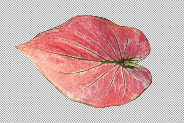 PSD caladium bicolor