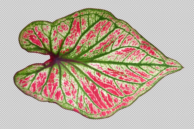 PSD caladium bladeren