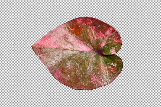 Caladium bladeren