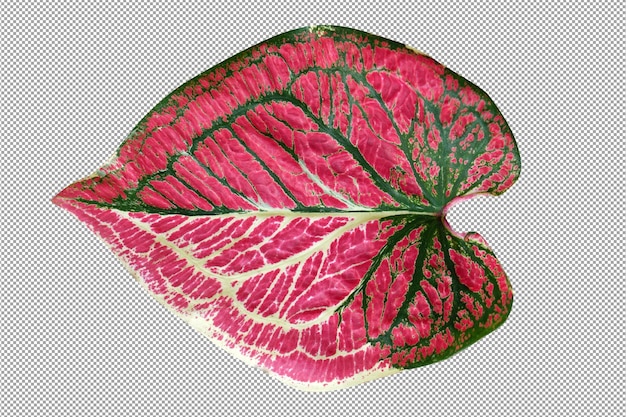 PSD caladium  leaves