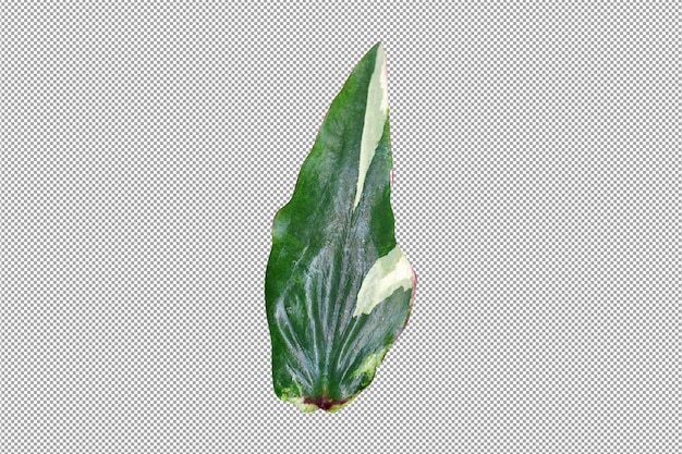 caladium  leaves