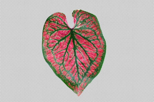 PSD caladium  leaves