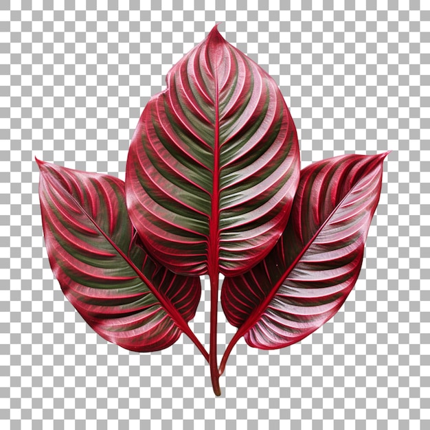 PSD calathea leaf on transparent background