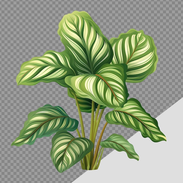 Calathea orbifolia png geïsoleerd op doorzichtige achtergrond