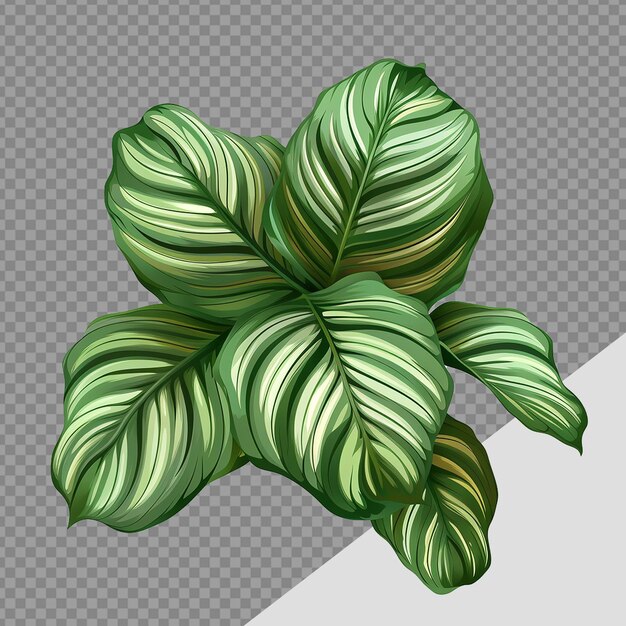 PSD calathea orbifolia png geïsoleerd op doorzichtige achtergrond