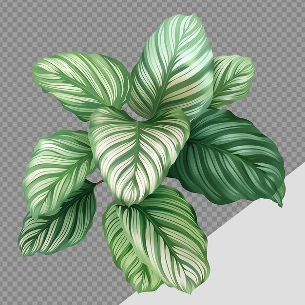 PSD カラテア・オルビフォリア (calathea orbifolia) は透明な背景で分離されたpngです