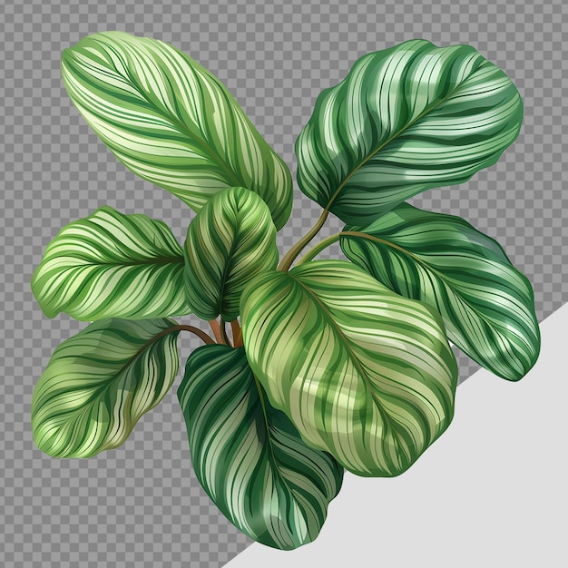 PSD カラテア・オルビフォリア (calathea orbifolia) は透明な背景で分離されたpngです