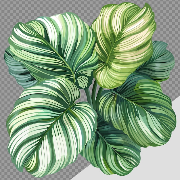 PSD calathea orbifolia png isolated on transparent background