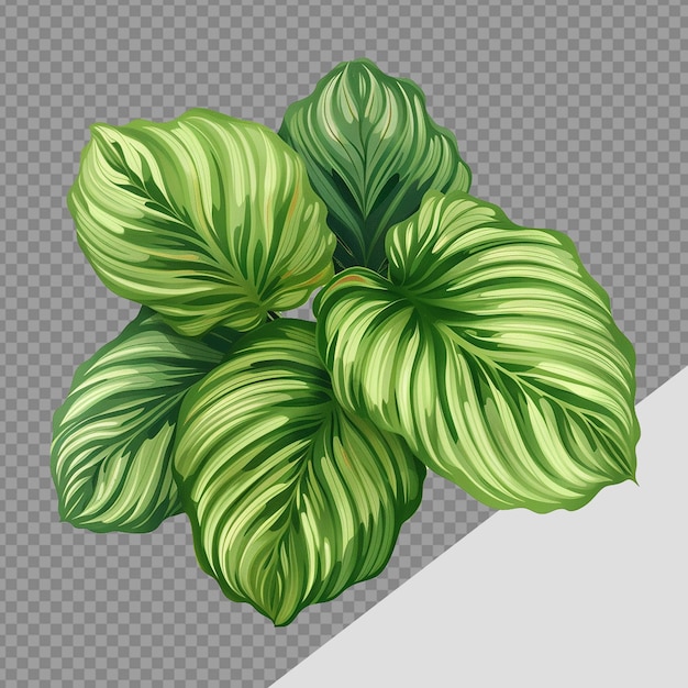 PSD calathea orbifolia png isolato su sfondo trasparente